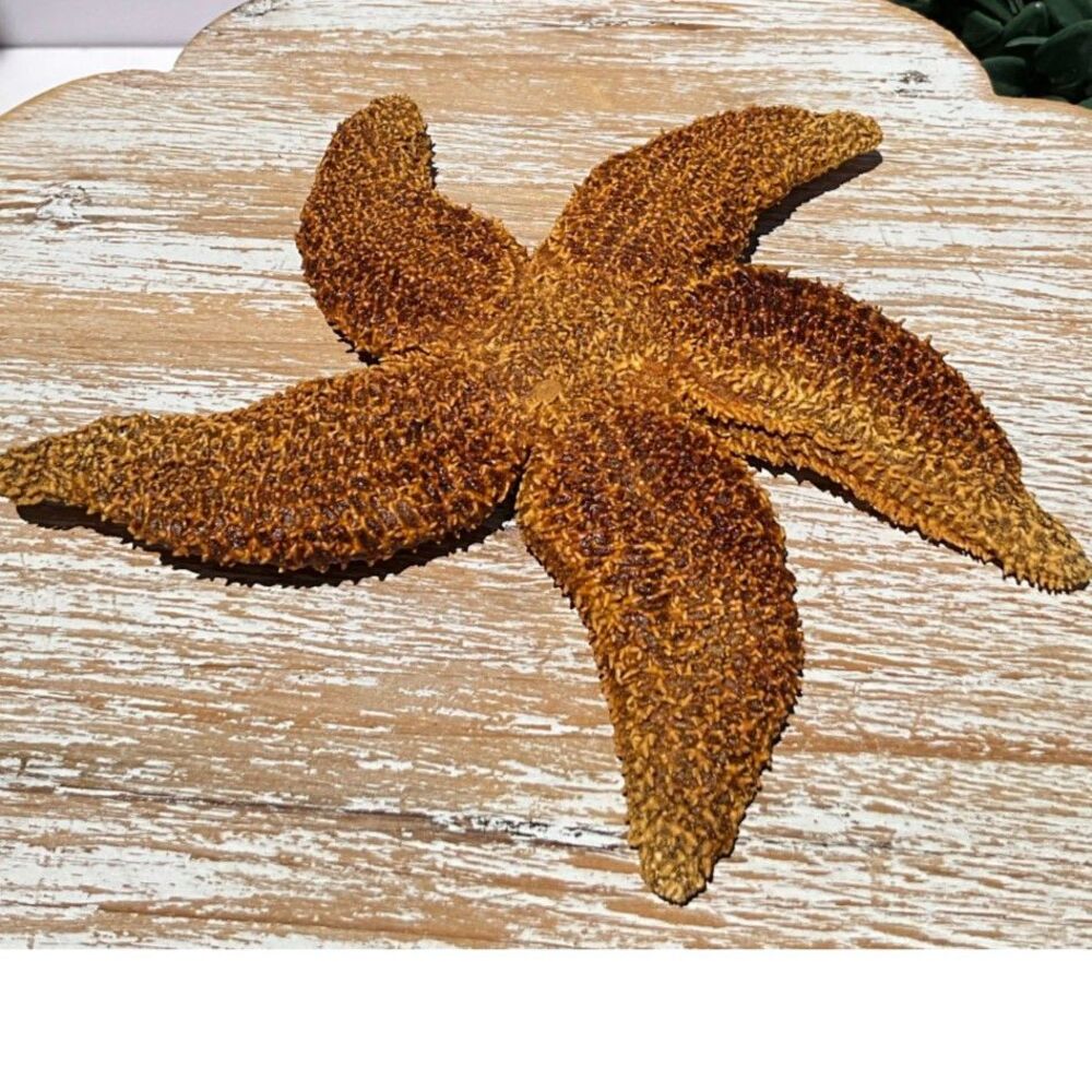 Beautiful Sugar Starfish 6" Coastal decor piece NJ estate sale find must see - Picture 3 of 6